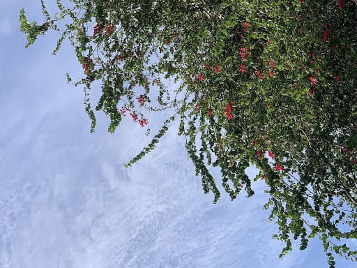 danh-gia-chat-luong-hinh-anh-camera-iphone-xs-max_1603693745